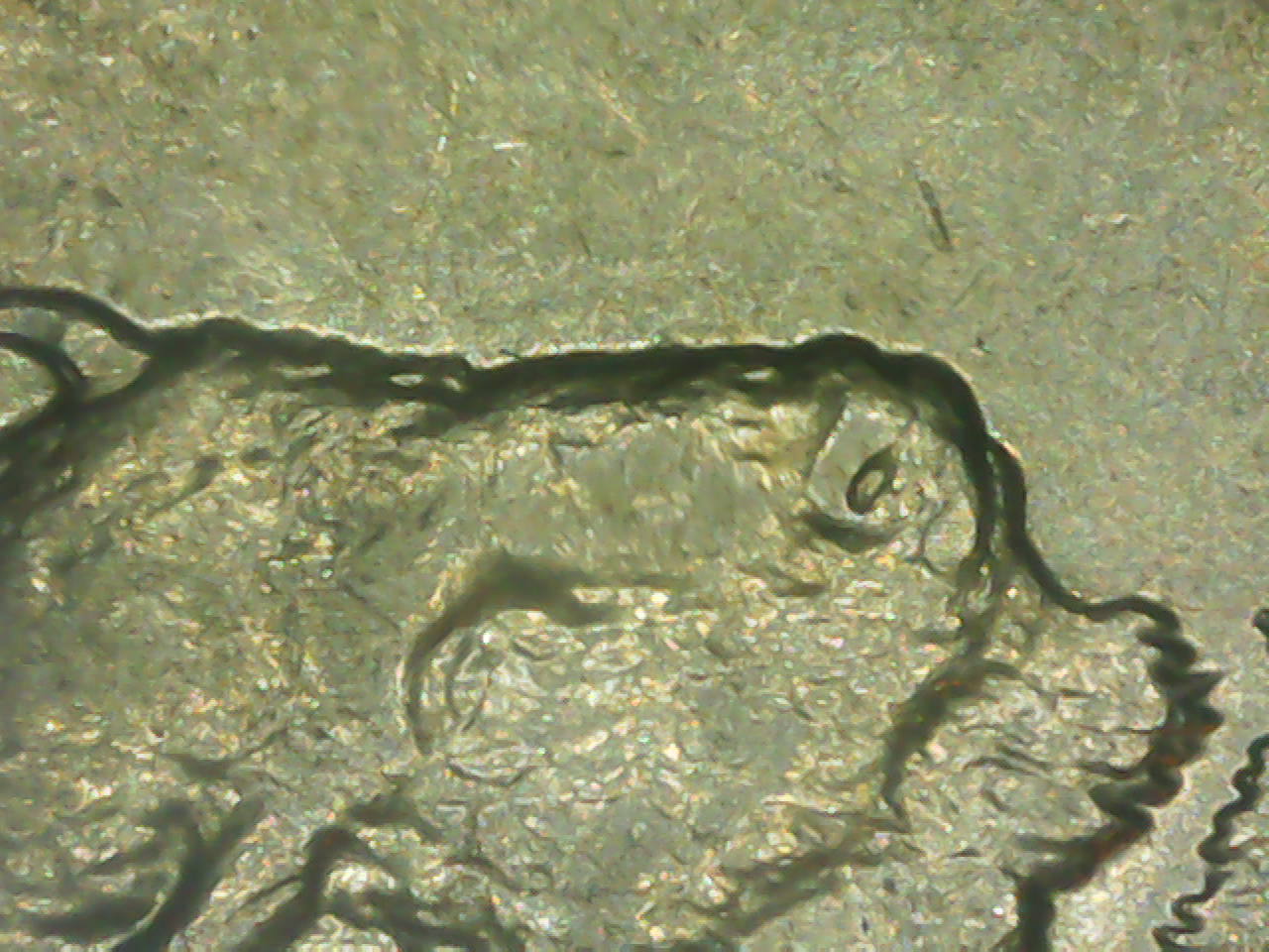 2005-D-Kansas-Quarter-Double-Buffalo-Head